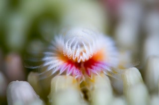 「ケヤリムシ」のサムネイル画像