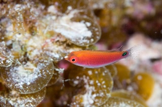 「クロヘリイトヒキベラ」のサムネイル画像