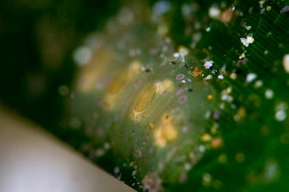 「貝の仲間」のサムネイル画像