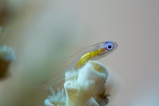 「アカメハゼ」のサムネイル画像