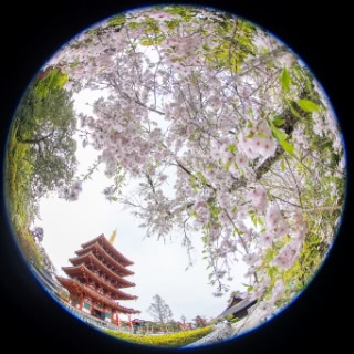 「ヤエシダレザクラ(八重しだれ桜)」のサムネイル画像