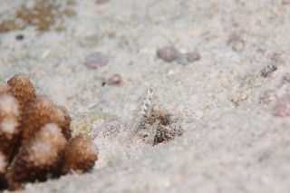 「シロイソハゼ」のサムネイル画像