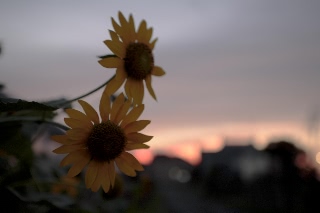 「ヒマワリ」のサムネイル画像