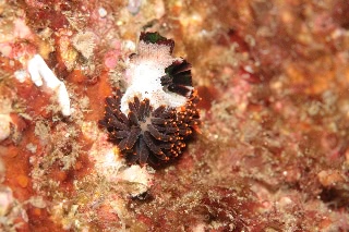 「イボヤギミノウミウシ」のサムネイル画像