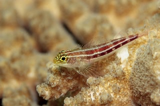 「タテジマヘビギンポ(Tropical striped triplefin)」のサムネイル画像