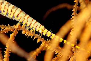 「ゴルゴニアンシュリンプ(Saw blade shrimp,gorgonian shrimp)」のサムネイル画像