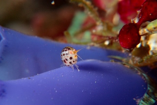 「ホテイヨコエビ科の一種」のサムネイル画像
