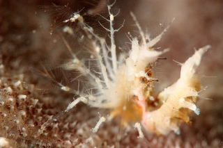 「オリヅルエビ」のサムネイル画像