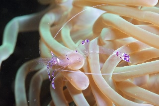 「ナデシコカクレエビ」のサムネイル画像