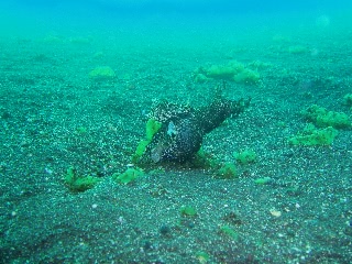 「ワイコン未使用時」のサムネイル画像