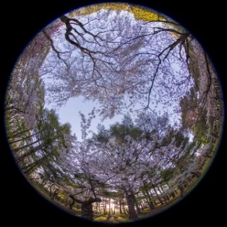 「ソメイヨシノ(染井吉野)」のサムネイル画像