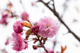 「ヤエザクラ」のサムネイル画像