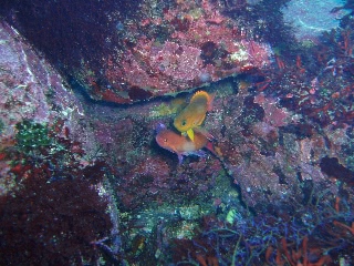 「キンギョハナダイ(Indian)(Indian Lyre-tail Basslet)」のサムネイル画像