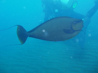 「サザナミトサカハギ」のサムネイル画像