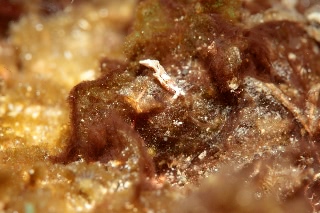 「ウミウシの仲間」のサムネイル画像