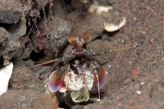 「ハナイロハナシャコ」のサムネイル画像