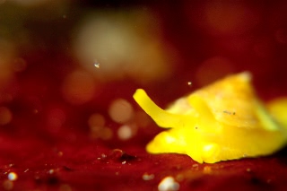 「ジンガサヒトエガイ属の一種」のサムネイル画像