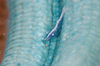 「ヒトデヤドリエビ」のサムネイル画像