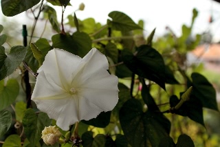 「ヨルガオ」のサムネイル画像