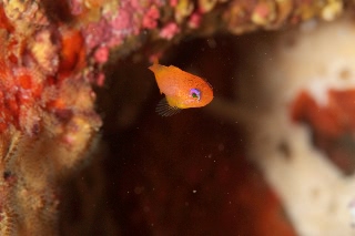 「キンギョハナダイ(Indian)(Indian Lyre-tail Basslet)」のサムネイル画像