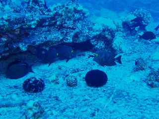 「無題」のサムネイル画像