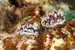 「キカモヨウウミウシ」のサムネイル画像