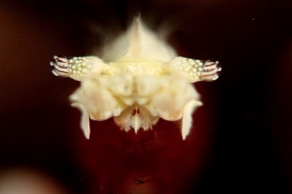 「エリマキテナガエビ(コロールアネモネシュリンプ,korore anemone shrimp)」のサムネイル画像