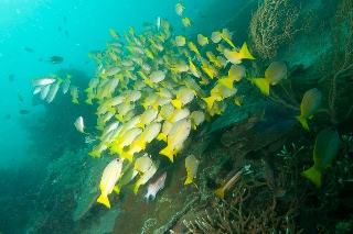「セイロンベンケイ(はからめ,葉から芽,マザーリーフ)」のサムネイル画像