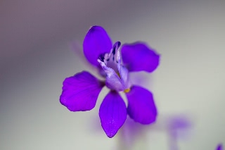 「植物の仲間」のサムネイル画像