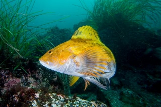 「アイナメ」のサムネイル画像