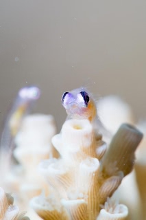 「アカメハゼ」のサムネイル画像