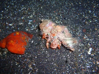 「ソメンヤドカリ」のサムネイル画像