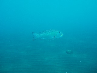 「ヨコシマクロダイ」のサムネイル画像