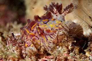 「パイナップルウミウシ」のサムネイル画像