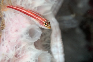 「タテジマヘビギンポ(Tropical striped triplefin)」のサムネイル画像