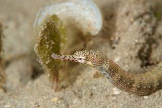 「イシヨウジ」のサムネイル画像