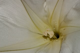 「ヨルガオ」のサムネイル画像