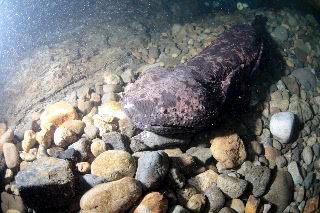 「オオサンショウウオ(ハンザキ,Japanese giant salamander,JGS)」のサムネイル画像