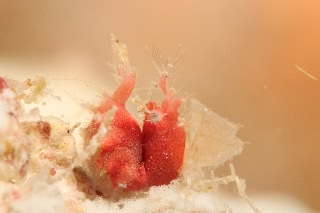 「オリヅルエビ」のサムネイル画像