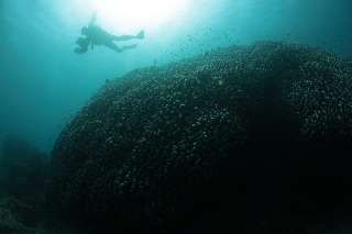 「コモンシコロサンゴ」のサムネイル画像