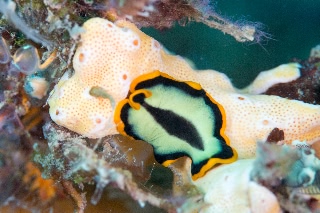 「無題」のサムネイル画像