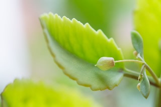 「セイロンベンケイ(はからめ,葉から芽,マザーリーフ)」のサムネイル画像