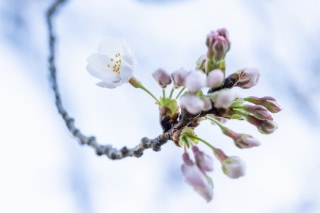 「ソメイヨシノ(染井吉野)」のサムネイル画像