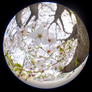 「ソメイヨシノ(染井吉野)」のサムネイル画像