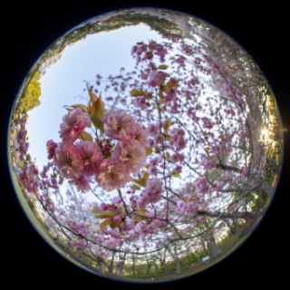 「ヤエザクラ」のサムネイル画像