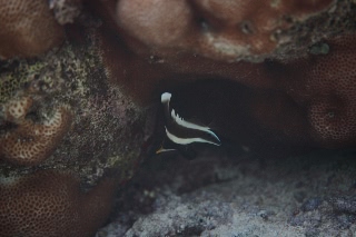 「無題」のサムネイル画像