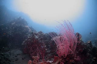 「無題」のサムネイル画像