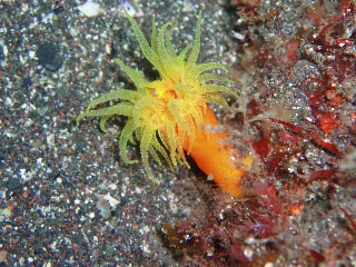 「エントウキサンゴ」のサムネイル画像