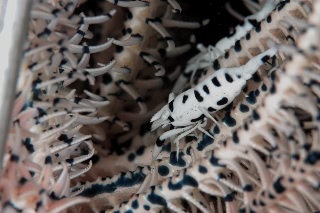 「バサラカクレエビ(アンボンクリノイドシュリンプ,ambon crinoid shrimp)」のサムネイル画像