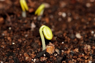 「ベニバナツメクサ(ストローベリーキャンドル)」のサムネイル画像